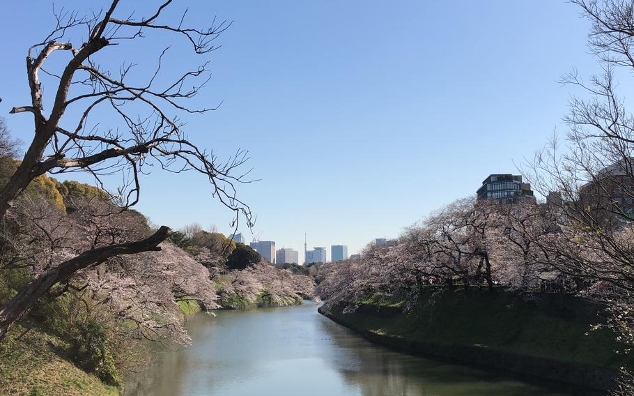 Chidorigafuchi, Imperial Palace and cherry blossom trees over the moat